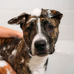 Unite Hair DOGGY 'POO Shampooing pour Chien &agrave; l&rsquo;Avoine et &agrave; l&rsquo;Huile d&rsquo;Argan 473ml